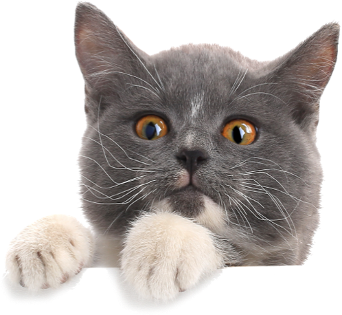 iStock 1143440918